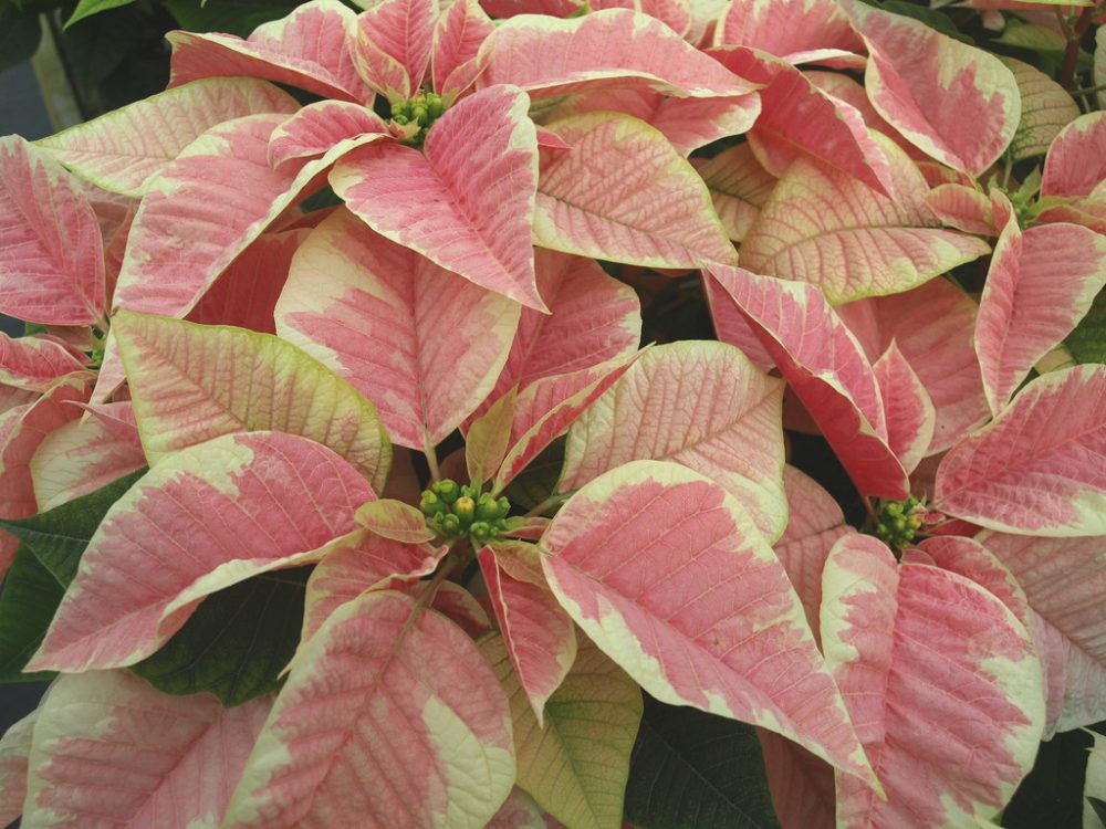 Marble Poinsettia