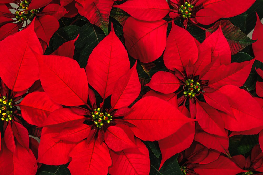 Red Poinsettia