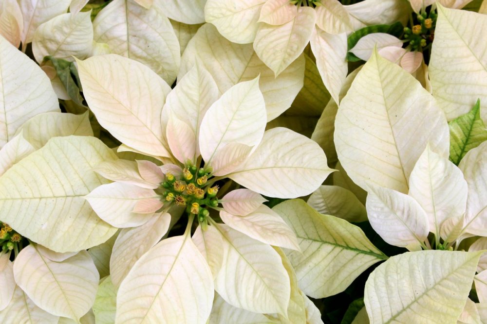White Poinsettia